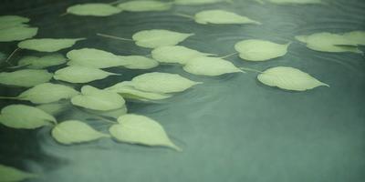 The primary subject of the image is a group of green leaves floating on the surface of a body of water. The leaves are scattered throughout the water, creating a serene and natural atmosphere. The setting appears to be a calm lake or pond, with the leaves providing a sense of tranquility and connection to nature. The visual style of the image is a close-up of the leaves, showcasing their intricate details and textures. The colors and mood of the image are predominantly green, reflecting the natural environment