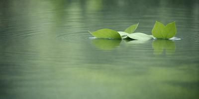The primary subject of the image is a leaf floating on the water. The leaf is green and appears to be a leafy plant. The setting is a body of water, possibly a lake or a pond, with a calm and serene atmosphere. The visual style of the image is a photo, capturing the leaf in its natural environment. The colors and mood of the image are predominantly green, reflecting the natural surroundings and the tranquility of the scene.