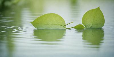 The primary subject of the image is a leaf floating on the water. The leaf is green and appears to be a leafy plant. The setting is a body of water, possibly a pond or a lake. The visual style of the image is a close-up of the leaf, showcasing its details. The colors in the image are predominantly green, which adds to the natural and serene atmosphere of the scene.