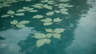 The primary subject of the image is a leaf floating on the surface of a body of water, such as a lake or a pond. The leaf is green and appears to be a leafy plant. The setting is a calm and serene environment, with the leaf being the main focus of the image. The visual style is a close-up of the leaf, showcasing its details and texture. The colors in the image are predominantly green, which adds to the natural and peaceful atmosphere of the scene.