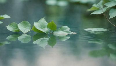 The primary subject of the image is a leaf floating on the surface of a body of water, possibly a pond or a lake. The leaf is green and appears to be a lily leaf. The setting is a calm and serene environment, with the leaf being the main focus of the image. The visual style is a close-up of the leaf, showcasing its details and texture. The colors in the image are predominantly green, which adds to the peaceful and natural atmosphere of the scene.