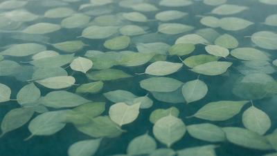 The primary subject of the image is a large body of water, which is filled with numerous green leaves floating on the surface. The leaves are scattered throughout the water, creating a visually appealing and serene scene. The setting appears to be a natural environment, with the water serving as the main focus of the image. The visual style of the image is a close-up of the water, highlighting the details of the leaves and their arrangement. The colors and mood of the image are predominantly green, which adds to the overall