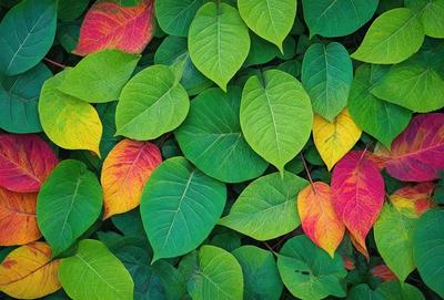 The primary subject of the image is a large green leaf with a yellow and red border. The leaf is surrounded by other green leaves, creating a lush and vibrant scene. The setting appears to be a forest or a garden, with the leaves covering the ground and providing a natural and serene atmosphere. The visual style of the image is a close-up of the leaf, emphasizing its details and colors. The dominant colors in the image are green, yellow, and red, creating a warm and inviting mood.