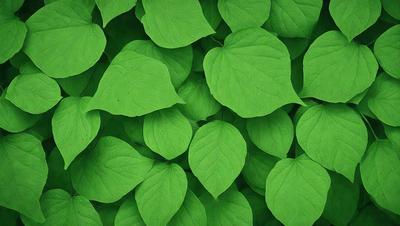 The primary subject of the image is a large group of green leaves, which are the main objects in the scene. The leaves are arranged in a dense pattern, covering the entire image. The setting is a lush green environment, with the leaves being the main focus of the scene. The visual style of the image is a close-up of the green leaves, showcasing their intricate details. The colors and mood of the image are predominantly green, creating a serene and natural atmosphere.