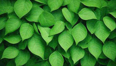 The primary subject of the image is a large group of green leaves, which are the main objects in the scene. The leaves are arranged in a dense, leafy pattern, creating a lush and vibrant visual style. The setting is a green background, which complements the green leaves and adds to the overall atmosphere of the image. The colors and mood of the image are predominantly green, creating a sense of freshness and natural beauty.