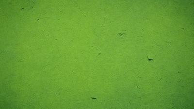 The primary subject of the image is a green surface, which appears to be a mossy or algae-covered wall. The setting is an outdoor environment, possibly a forest or a natural area. The visual style of the image is a close-up of the green surface, showcasing its texture and details. The colors and mood of the image are predominantly green, giving it a natural and serene atmosphere.