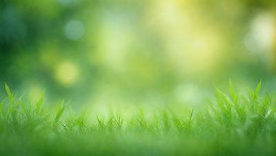 The image features a lush green field with a bright, sunny atmosphere. The primary subject is the grass, which is the main focus of the image. The setting is an outdoor environment, with the grassy field as the background. The visual style is a photo, capturing the natural beauty of the grassy field. The colors and mood are predominantly green, with a sense of freshness and tranquility.