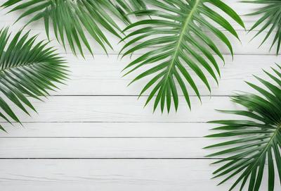 The primary subject of the image is a large green palm tree. The setting is a white wall, and the visual style is a photo. The dominant colors are green and white, creating a calm and natural atmosphere.