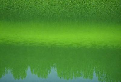 The primary subject of the image is a reflection of trees in a body of water. The setting is a calm, green lake, and the visual style is a photo. The dominant colors are green, with the water appearing lime green, and the trees are a mix of green and brown. The overall atmosphere is serene and peaceful.