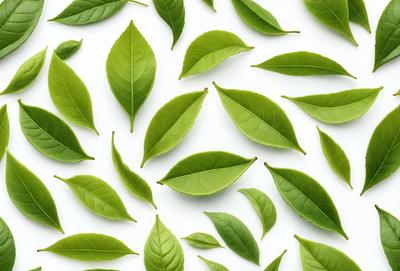 The primary subject of the image is a large collection of green leaves, which are arranged in a pattern on a white background. The leaves are displayed in various shapes and sizes, creating a visually appealing and natural scene. The visual style of the image is a combination of photo and digital art, as it captures the intricate details of the leaves while maintaining a clean and organized appearance. The dominant colors in the image are green, which is the color of the leaves, and white, which serves as the background. The overall atmosphere of
