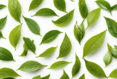 The primary subject of the image is a large number of green leaves arranged in various positions. The leaves are spread across the entire image, covering the entire background. The visual style of the image is a close-up of the leaves, showcasing their details and textures. The colors and mood of the image are predominantly green, creating a natural and serene atmosphere.