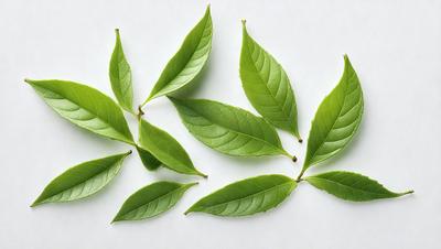 The image features a close-up of several green leaves, possibly from a tree or a plant. The leaves are arranged in a row, with some overlapping each other. The primary subject of the image is the green leaves, which are the main focus of the scene. The setting is a white background, which provides a clean and simple backdrop for the leaves. The visual style of the image is a close-up, which emphasizes the details of the leaves. The colors and mood of the image are predominantly green,