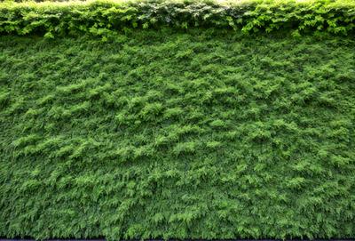 The primary subject of the image is a large, lush green wall with a variety of textures and patterns. The wall appears to be made of a combination of plants, moss, and possibly artificial materials. The setting is an outdoor environment, with the wall serving as a backdrop for the scene. The visual style of the image is a mix of natural elements and artificial materials, creating a unique and intriguing appearance. The dominant colors in the image are green and various shades of green, giving the wall a fresh and v