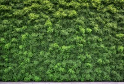 The primary subject of the image is a large, lush green wall or hedge. The setting is an outdoor environment, with the wall or hedge serving as a backdrop. The visual style is a photo, capturing the natural beauty of the greenery. The dominant colors are green, creating a serene and calming atmosphere.