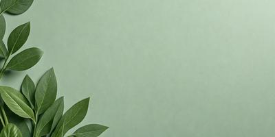 The primary subject of the image is a leaf, which is placed on a green wall. The setting is a simple, minimalistic environment, with the leaf being the main focus of the image. The visual style appears to be a photo, as the leaf is captured in its natural state. The colors in the image are predominantly green, creating a calm and serene atmosphere.