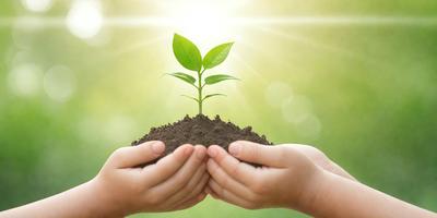 The primary subject of the image is a small green plant growing in a small hole of dirt. The plant is surrounded by a bright, sunny environment, which adds to the overall atmosphere of the scene. The visual style of the image is a photo, capturing the plant in its natural setting. The colors in the image are predominantly green, with the sunlight creating a warm and inviting mood.