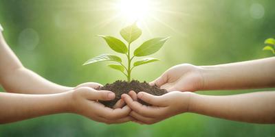 The primary subject of the image is a person holding a small plant in their hands. The plant is growing in a small patch of dirt, and the person's hands are positioned around the plant, showcasing their care and attention to the plant's growth. The setting is outdoors, with a green background visible in the image. The visual style is a photo, capturing the moment of the person holding the plant. The colors in the image are predominantly green, reflecting the natural environment and the plant'