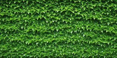 The primary subject of the image is a large green plant with many leaves. The plant is growing on a wall, creating a lush and vibrant backdrop. The visual style of the image is a close-up of the plant, showcasing its intricate details. The colors and mood of the image are predominantly green, giving it a fresh and natural atmosphere.