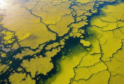 The image features a large body of water with a yellowish-green color. The water appears to be murky and has a yellowish-green hue. The scene is set in a body of water, possibly a lake or a river, with a yellowish-green color that is quite distinctive. The visual style of the image is a close-up of the water, showcasing the unique color and texture of the water. The colors and mood of the image are quite vibrant and lively, with the yellow