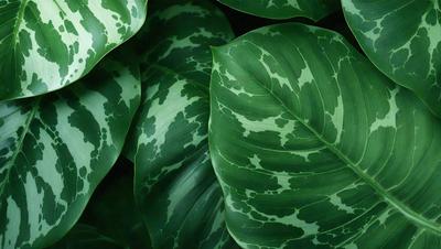 The image features a large green leaf with a pattern of white spots. The leaf is prominently displayed in the foreground, with a background of more green leaves. The visual style of the image is a close-up of the leaf, showcasing its intricate pattern. The colors in the image are predominantly green, with the white spots adding contrast and visual interest. The overall atmosphere of the image is lush and vibrant, with a focus on the beauty of the leaf's natural design.