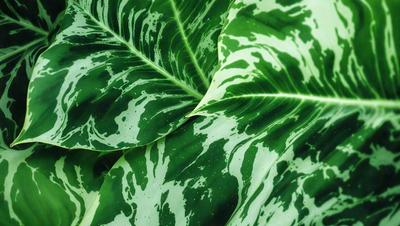 The primary subject of the image is a large green leaf with a pattern of white spots. The leaf is prominently displayed in the foreground, covering a significant portion of the image. The setting appears to be a natural environment, possibly a forest or a garden. The visual style of the image is a close-up of the leaf, showcasing its intricate pattern and texture. The dominant colors in the image are green and white, creating a serene and natural atmosphere.