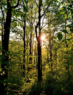 The primary subject of the image is a forest filled with trees. The setting is a lush green forest with sunlight shining through the trees, creating a serene and peaceful atmosphere. The visual style is a natural, outdoor scene, with the trees and sunlight as the main focus. The colors and mood are predominantly green, with the sunlight adding a warm and inviting touch to the environment.
