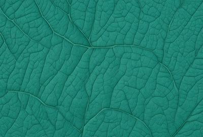The primary subject of the image is a close-up of a green leaf with a patterned texture. The leaf is the main object, and it is set against a green background. The visual style of the image is a photo, and the dominant colors are green and blue. The overall atmosphere of the image is natural and serene.