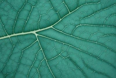 The image features a close-up of a leaf with a green color. The leaf is large and occupies most of the frame. The leaf appears to be a part of a larger plant, and its texture is visible, giving it a natural and organic appearance. The overall mood of the image is serene and peaceful, as it showcases the beauty of nature.