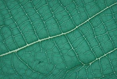 The image features a close-up of a leaf with a green color. The leaf is large and has a textured appearance, giving it a natural and organic look. The leaf is the primary subject of the image, and it is set against a background of a green plant. The visual style of the image is a close-up, which emphasizes the details of the leaf. The colors and mood of the image are predominantly green, creating a calm and serene atmosphere.
