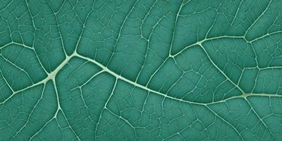 The image features a close-up of a leaf with a green stem. The leaf is large and occupies most of the frame. The stem is visible in the middle of the leaf, and the overall scene appears to be a natural, close-up view of the plant. The colors in the image are predominantly green, which adds to the natural and serene atmosphere of the scene.