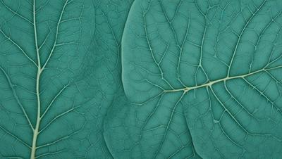 The image features a close-up of a large green leaf, possibly a plant or a leafy vegetable. The leaf is the primary subject of the image, and it is displayed against a backdrop of a green surface, which could be a wall or a background. The visual style of the image is a close-up, which emphasizes the details of the leaf. The colors in the image are predominantly green, giving the scene a natural and fresh atmosphere.
