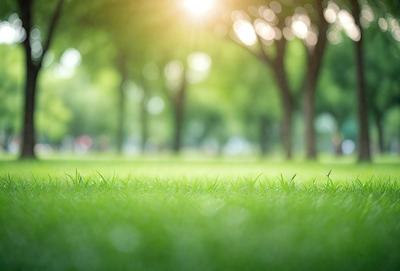 The primary subject of the image is a lush green field with trees in the background. The setting is a park, and the visual style is a photo. The dominant colors are green and brown, creating a serene and natural atmosphere.