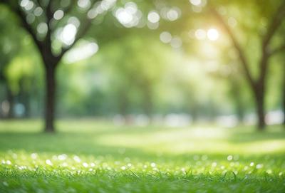 The primary subject of the image is a lush green field with a tree in the background. The setting is a park or a grassy area with a sunny day. The visual style is a photo, capturing the natural beauty of the scene. The colors and mood are vibrant and serene, with the green grass and sunlight creating a peaceful atmosphere.