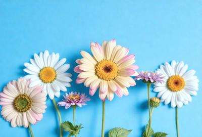 The primary subject of the image is a bouquet of white and pink flowers. The flowers are arranged in a visually appealing manner, with some of them being larger and more prominent than others. The setting is a blue background, which provides a contrasting and complementary color to the flowers. The visual style of the image is a close-up of the flowers, showcasing their details and beauty. The colors and mood of the image are predominantly white and pink, creating a sense of freshness and elegance