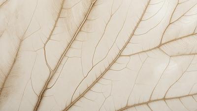 The primary subject of the image is a leaf, which is the main object, scene, or focus of the image. The leaf is displayed on a white surface, which serves as the setting or background. The visual style of the image is a photo, as it captures the leaf in its natural form. The colors and mood of the image are predominantly white, giving it a clean and minimalist appearance.
