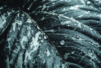 The primary subject of the image is a close-up of a leaf with water droplets on it. The leaf appears to be a black and white photograph, giving it a classic and timeless appearance. The setting is a leaf, and the visual style is a photo. The colors and mood of the image are predominantly black and white, creating a sense of elegance and simplicity.
