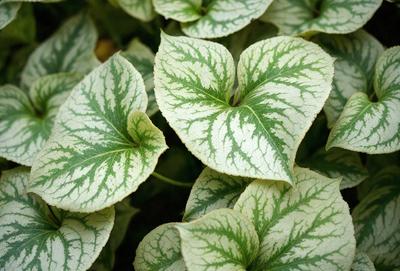 The image features a large group of green and white leaves, possibly from a plant or a collection of leaves. The leaves are arranged in a way that creates a heart shape, with the green and white colors creating a visually appealing and harmonious pattern. The leaves are spread across the entire image, filling the frame and creating a sense of depth and dimension.