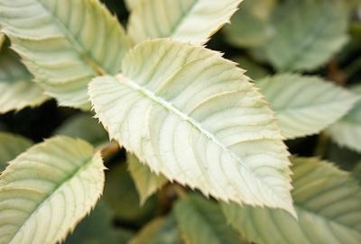 The primary subject of the image is a leaf with a green and white color scheme. The leaf is prominently displayed in the foreground, with a close-up view of its texture and details. The setting is a plant, and the visual style is a natural, realistic representation of the leaf. The colors and mood of the image are serene and calming, with the green and white hues creating a sense of tranquility.