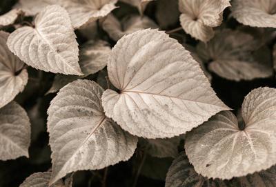 The primary subject of the image is a leaf, which is the main object, scene, or focus of the image. The leaf is surrounded by a setting that includes a background of other leaves, creating a sense of depth and texture. The visual style of the image is a close-up of the leaf, which is a photo. The colors and mood of the image are predominantly white, giving it a clean and serene atmosphere.