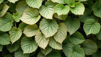 The primary subject of the image is a large green leaf, which is the main focus of the scene. The leaf is prominently displayed in the foreground, covering a significant portion of the image. The setting is a lush green environment, with the leaf being the main subject in the frame. The visual style of the image is a close-up of the leaf, showcasing its intricate details. The colors in the image are predominantly green, creating a serene and natural atmosphere.