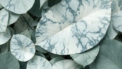 The primary subject of the image is a leaf with a marbled pattern. The leaf is green and white, and it is placed in a setting with other leaves. The visual style of the image is a close-up of the leaf, showcasing its intricate pattern. The colors and mood of the image are serene and natural, as the leaf is surrounded by other leaves in a leafy environment.