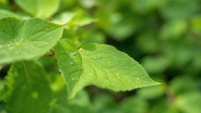 The primary subject of the image is a leaf with water droplets on it. The leaf is green and appears to be a part of a plant. The setting is outdoors, with the leaf being surrounded by a lush green environment. The visual style of the image is a close-up of the leaf, capturing the details of the water droplets. The colors in the image are predominantly green, with the water droplets adding a touch of blue. The overall atmosphere of the image is serene and natural