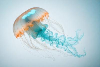 The primary subject of the image is a blue and orange jellyfish. The setting is a white background, which provides a clean and minimalistic look. The visual style is a digital art or illustration, as the jellyfish is depicted in a detailed and artistic manner. The dominant colors in the image are blue and orange, creating a vibrant and lively atmosphere.