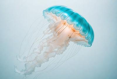 The primary subject of the image is a large, blue and white jellyfish. The setting is a white background, which provides a clean and minimalistic look. The visual style is a close-up of the jellyfish, showcasing its intricate details. The colors and mood of the image are predominantly blue and white, creating a calm and serene atmosphere.