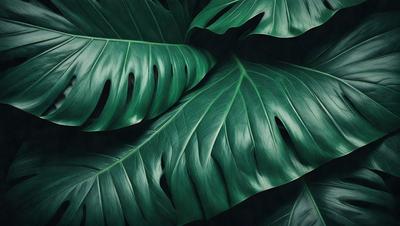 The primary subject of the image is a large green leaf, which is the main focus of the scene. The leaf is prominently displayed, covering a significant portion of the image. The setting is a dark background, which contrasts with the bright green leaf. The visual style of the image is a close-up of the leaf, showcasing its intricate details. The colors and mood of the image are predominantly green, creating a serene and natural atmosphere.
