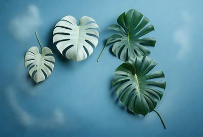 The image features a blue wall with a variety of green and white leaves arranged on it. There are four distinct leaves, each with different shapes and sizes, creating a visually appealing display. The leaves are placed in various positions on the wall, with some closer to the top and others near the bottom. The combination of green and white colors, along with the natural arrangement of the leaves, gives the scene a fresh and lively atmosphere.