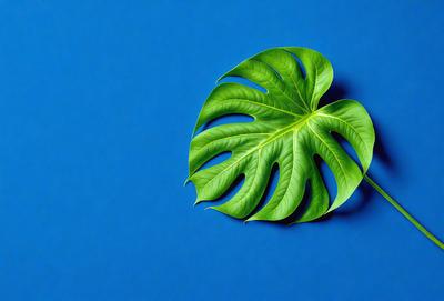The primary subject of the image is a green leaf, which is the main object, scene, or focus of the image. The leaf is placed on a blue surface, which serves as the setting or background. The visual style of the image is a photo, capturing the leaf in its natural environment. The dominant colors in the image are green and blue, creating a calm and serene atmosphere.