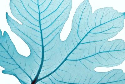 The primary subject of the image is a large blue leaf, which is the main object, scene, or focus of the image. The leaf is prominently displayed in the foreground, covering a significant portion of the image. The setting or background consists of a white surface, which provides a clean and minimalistic backdrop for the leaf. The visual style of the image is a close-up of the leaf, showcasing its intricate details and textures. The dominant colors in the image are blue and white, creating a serene