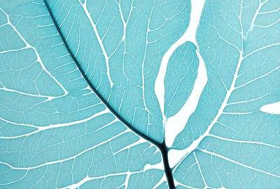 The primary subject of the image is a leaf, which is the main object, scene, or focus of the image. The leaf is displayed on a blue background, giving it a vibrant and lively appearance. The visual style of the image is a combination of photo and digital art, creating a unique and eye-catching representation of the leaf. The colors and mood of the image are predominantly blue, which adds to the overall atmosphere and aesthetic appeal of the image.