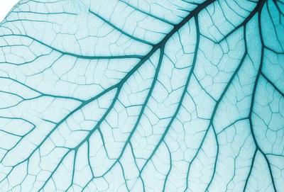 The primary subject of the image is a close-up of a leaf with a blue background. The leaf is depicted in a patterned, textured style, giving it a unique and artistic appearance. The visual style of the image is a combination of photo and digital art, creating a striking and eye-catching representation of the leaf. The colors and mood of the image are predominantly blue, which adds to the overall atmosphere and aesthetic appeal.